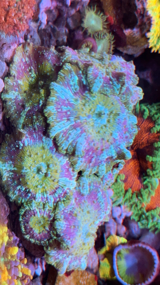 Rainbow Discosoma