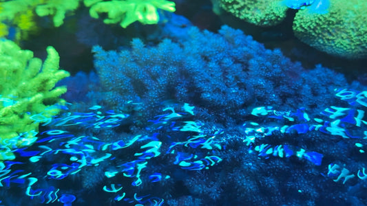 Green Polyp Nepthea Colony