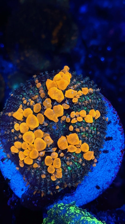 Ultra Sunkist Bounce mushroom