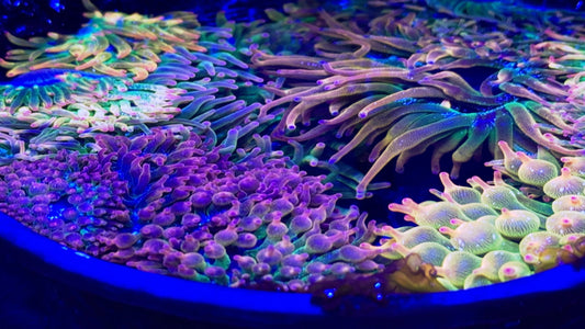 Ultra Red Bubble tip with purple- blue tips