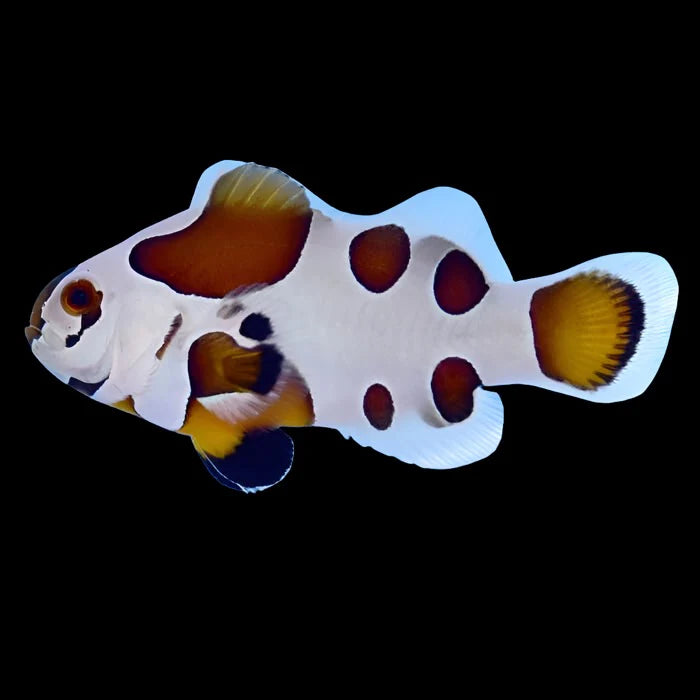 Mocha Storm Clownfish Pair