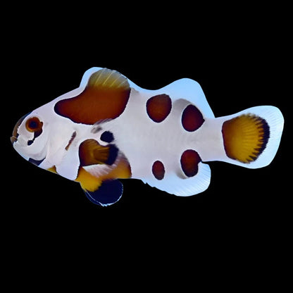 Mocha Storm Clownfish Pair
