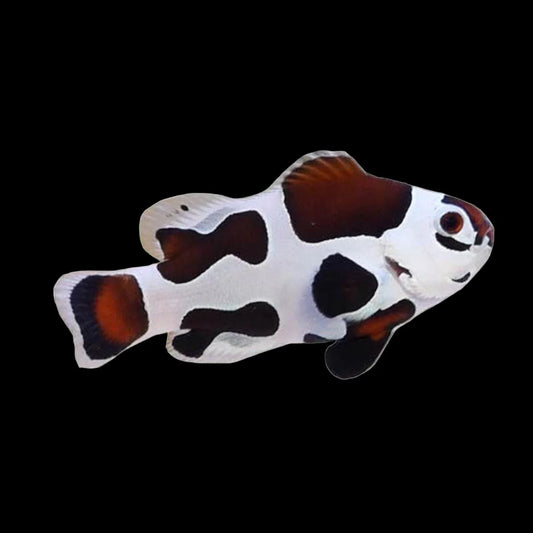 Mocha Storm Clownfish Pair