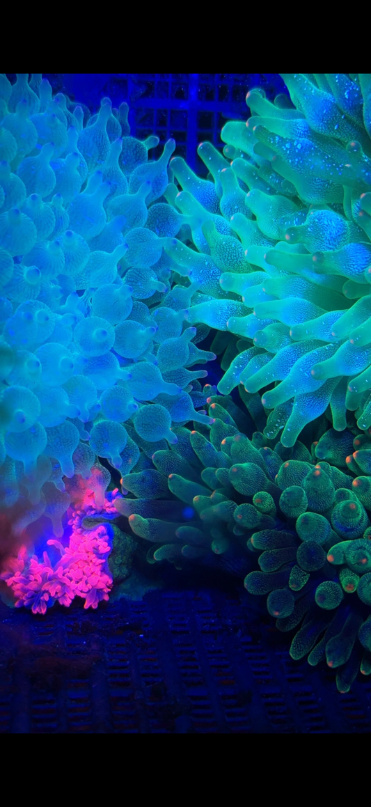 Hot Pink Bubble Tip Anemone