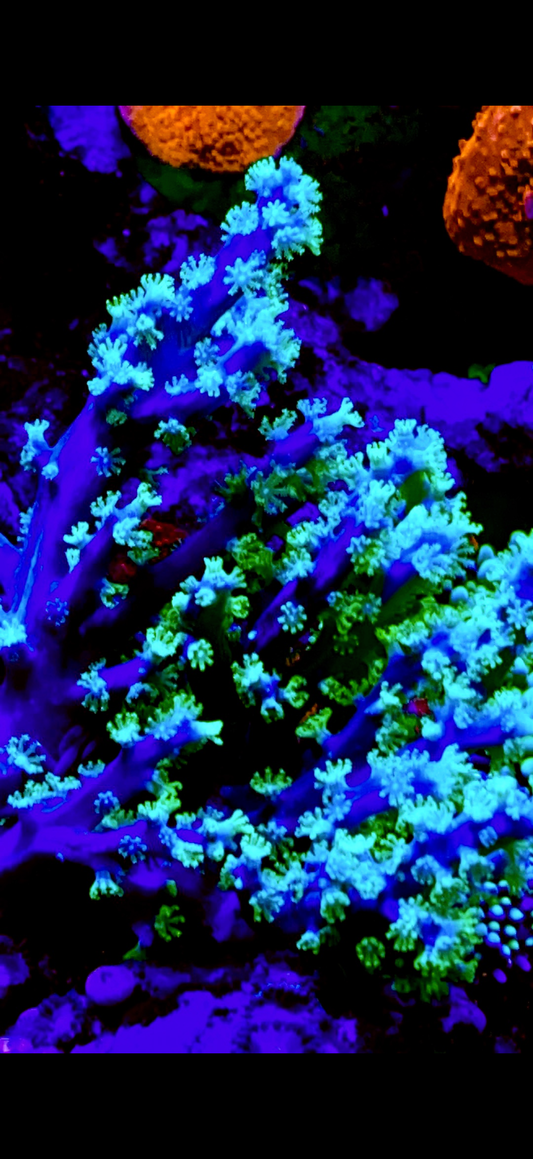 Pink Blue Leather with neon green polyps