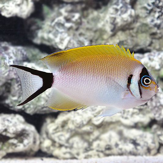 Swallowtail Angelfish