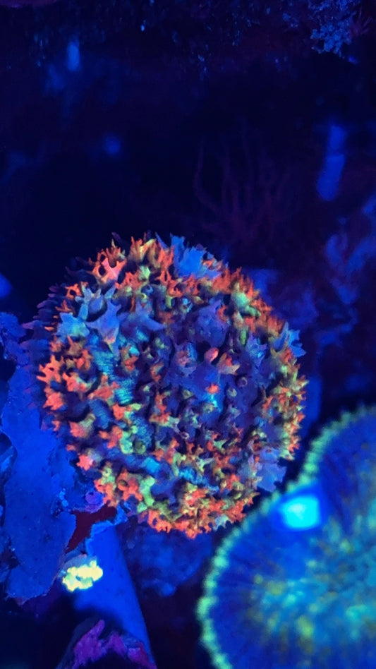 Ultra rainbow St Thomas mushroom- rare