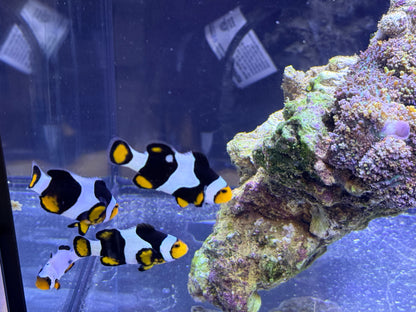 True Onyx Percula Clown Trio