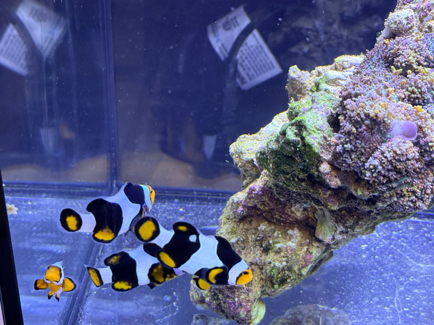 True Onyx Percula Clown Trio