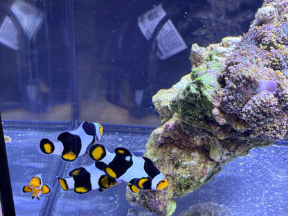 True Onyx Percula Clown Trio