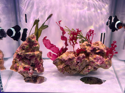 Bonded pair of Black Ocellaris