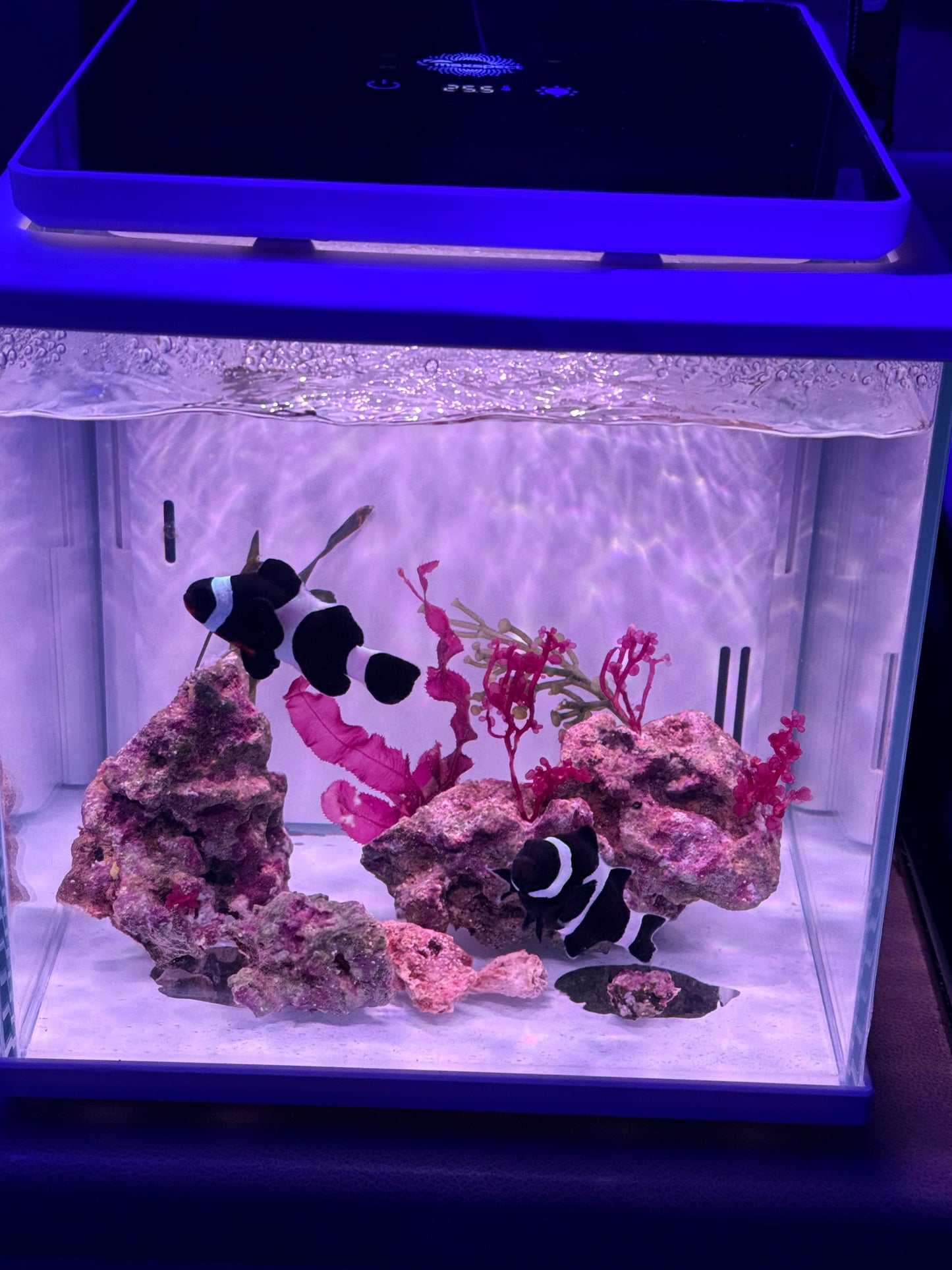 Bonded pair of Black Ocellaris