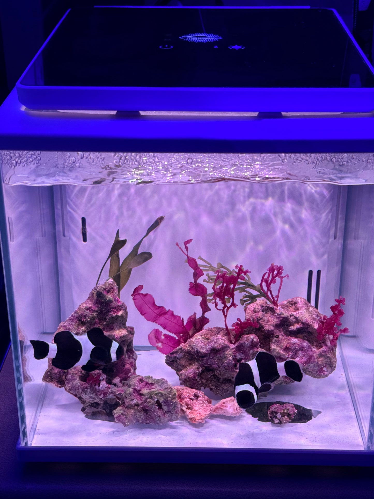 Bonded pair of Black Ocellaris