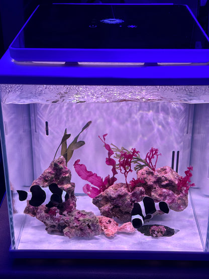 Bonded pair of Black Ocellaris