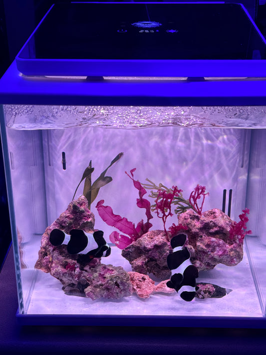 Bonded pair of Black Ocellaris