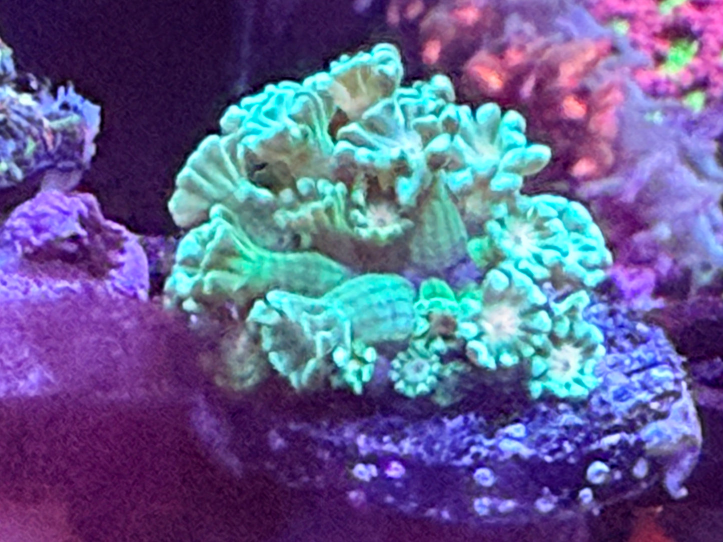 Rainbow Alveopora