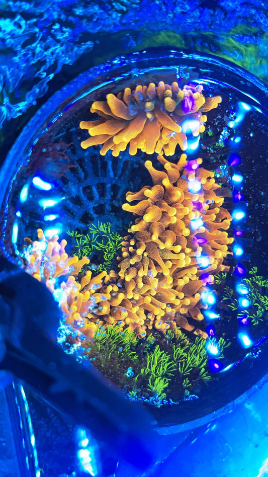 Chicago Sunburst Anemone