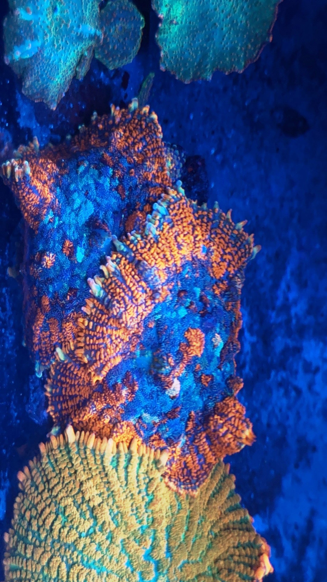 Giant Spider-Man Rhodactis