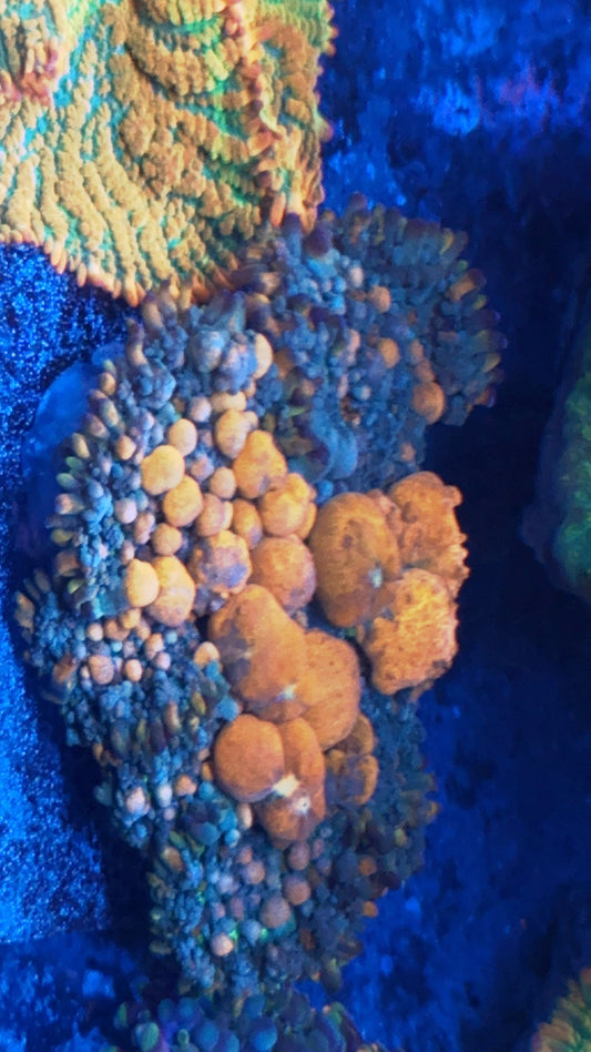 Giant Sunkist Bounce