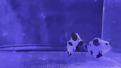 Black Storm Bonded Pair