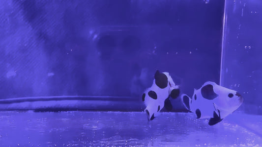 Black Storm Bonded Pair