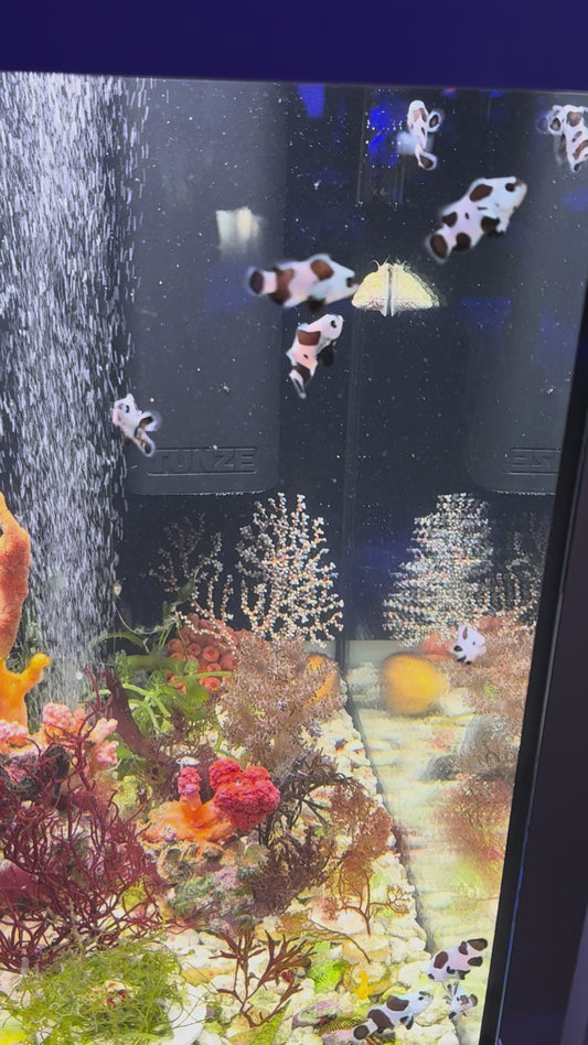Panda Storm Clownfish
