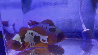 Breeding Pair of Lightning Maroons