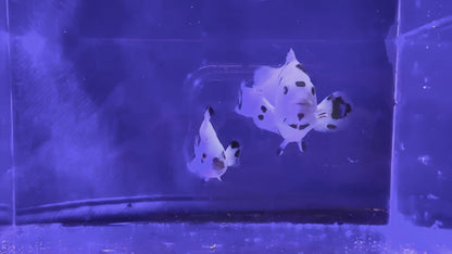 Panda Storm Breeding Pair